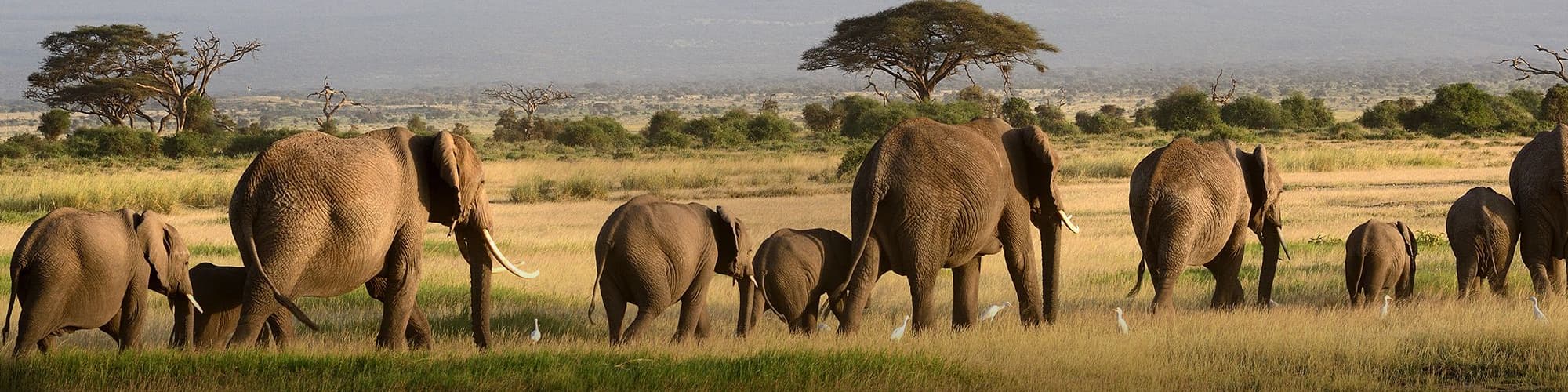 Safari dans les Parcs Nationaux du Sud : trek, randonnée, et voyage © Nyiragongo / Adobe Stock