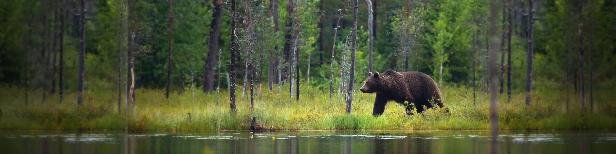 Observation animalière : toutes nos randonnées et treks d'observation d'animaux © kjekol