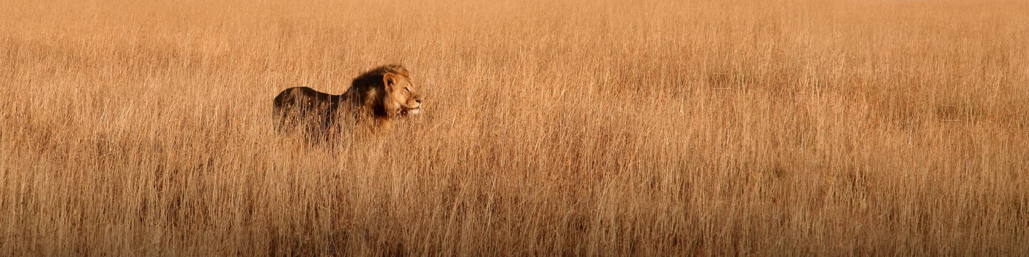 Safari en véhicule : voyages safaris en véhicule © micheldenijs