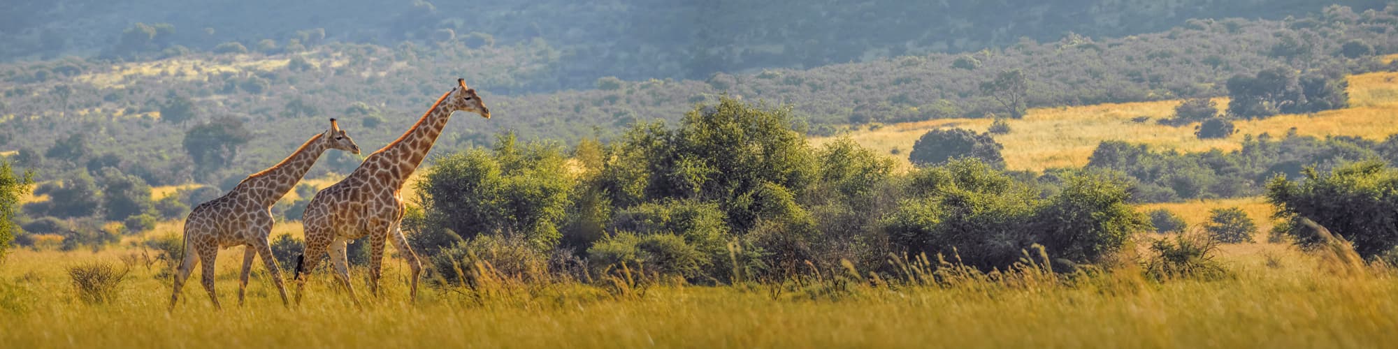 Safari Parc Kruger © shams Faraz Amir / Adobe Stock