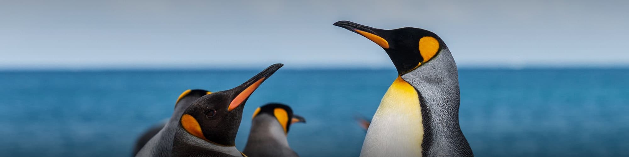 Voyage Terres Polaires Antarctique © Kristof Chemineau