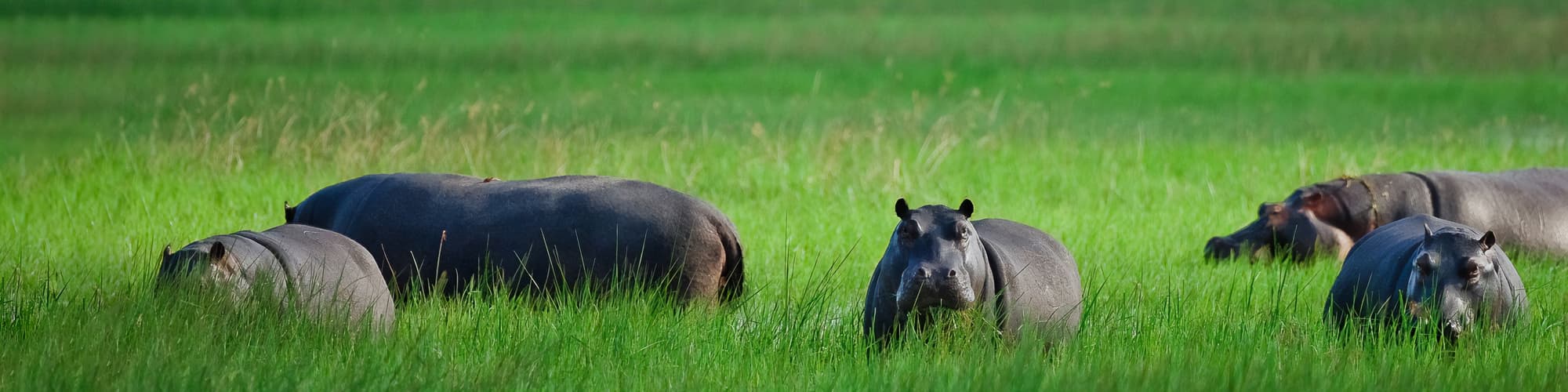 Safari au Botswana : circuit, trek et voyage © Christophe Courteau / FIA