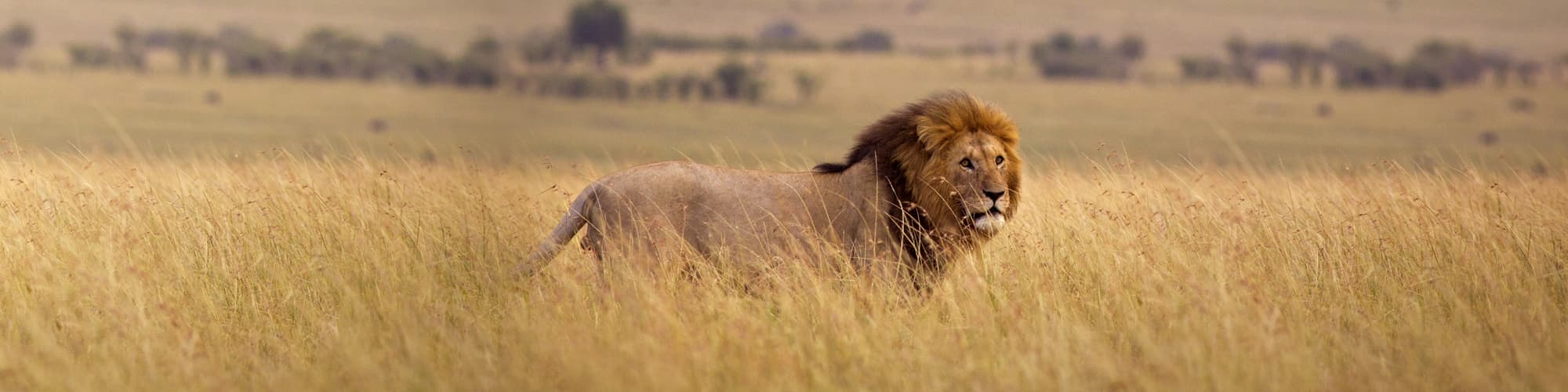 Safari au Kenya : circuit, trek et voyage © WL Davies / Istock