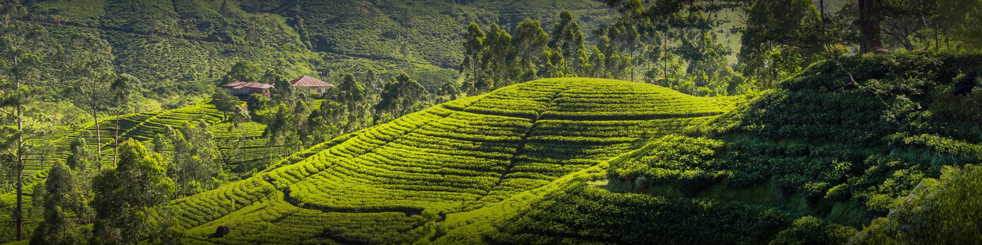 Randonnée Sri Lanka © Rockermg / Adobe Stock