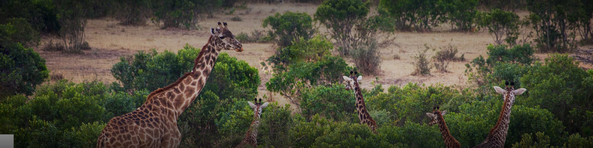 Safari au Togo : circuit, randonnée et voyage © StanislavBeloglazov