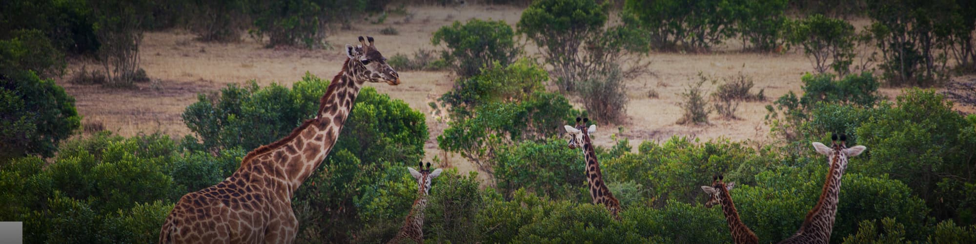 Découverte Togo © StanislavBeloglazov