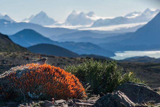 Voyage : Le trekking du "O", immersion au Paine Voyage Le trekking du "O", immersion au Paine