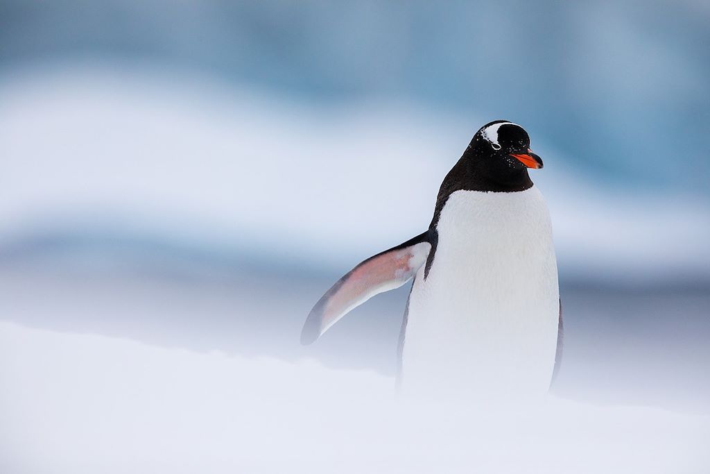 Voyage Péninsule Antarctique à bord du Persévérance