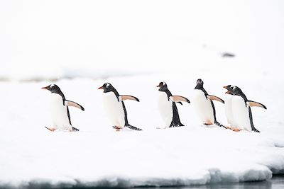 Manchots - Péninsule Antarctique