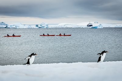 Kayak et observation des manchots papous - Antarctique