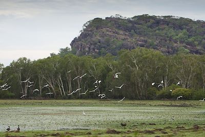 Voyage Sous les étoiles du Top End à Cairns et Ayers Rock 1