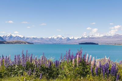Île du Sud, Lac Tekapo