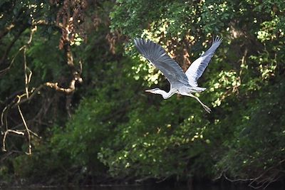 Héron - Ile de Rye - Slovaquie