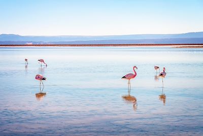 © Delphotos / Alamy / Hemis - Flamants des Andes à la Laguna Chaxa - Chili Flamants des Andes à la Laguna Chaxa - Chili