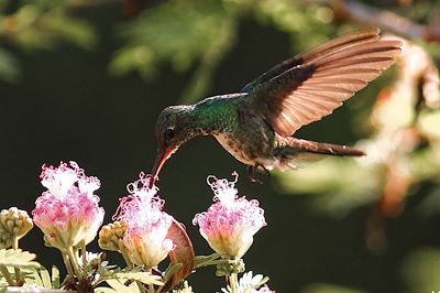 Oiseau Beija Flor - Brésil