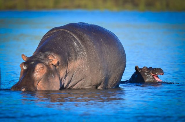 Voyage Au coeur des réserves animalières du Botswana 1