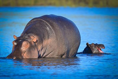 Pride of Zambezi - Kasane - Botswana