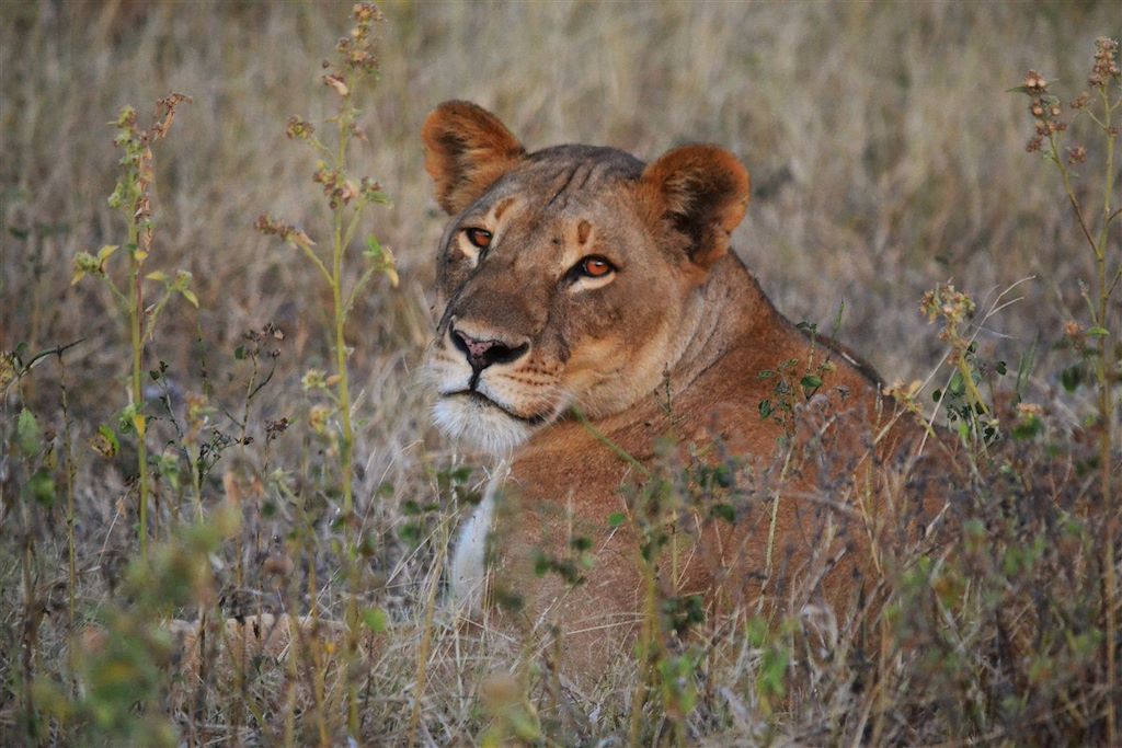 Voyage Botswana, rendez-vous en Terre africaine 1