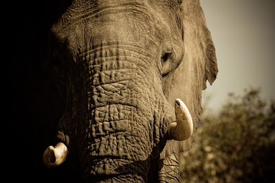 Voyage Safaris privés à Chobe, Savuti et Moremi  2