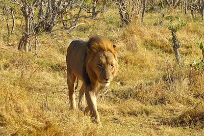 Lion - Botswana