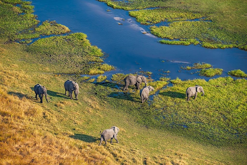 Éléphants dans le Delta de l Okavango - Botswana