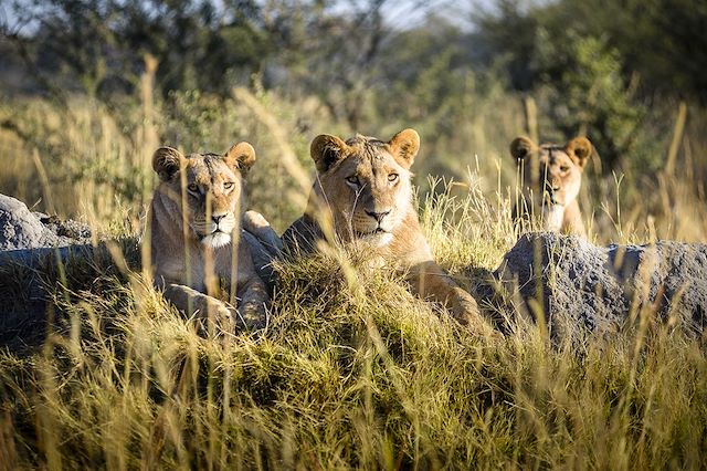 Voyage : Le Botswana vue d'en haut Voyage Le Botswana vue d'en haut