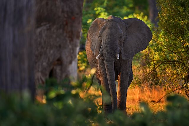Safari Botswana
