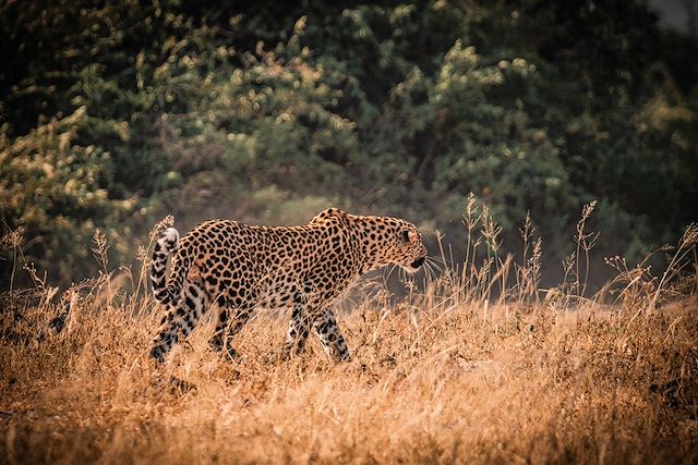 Safari Botswana