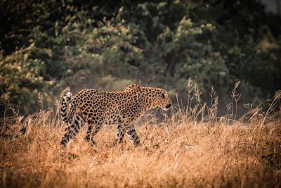 Léopard - Botswana