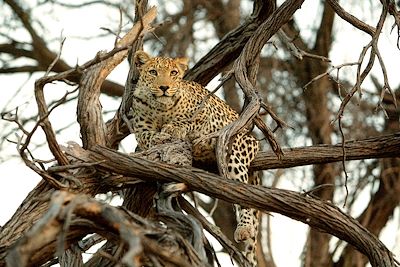 Delta de l'Okavango - leopard