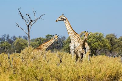 © Machaba Camps - Machaba Camps - Khwai - Botswana Machaba Camps - Khwai - Botswana