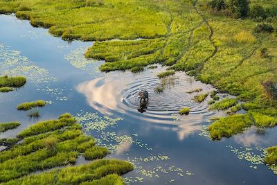 Voyage Brousse et Savane Botswana