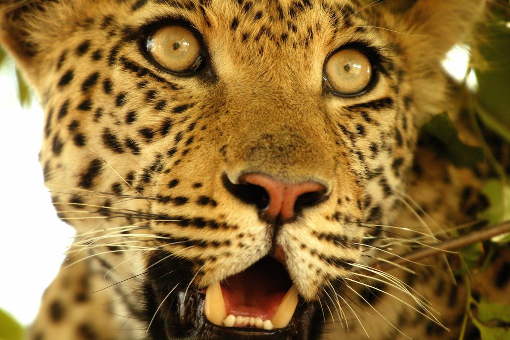 Botswana : Forêts, collines, rivières et lacs