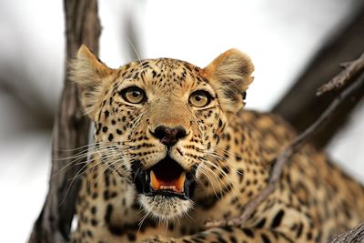 © Michael Poliza / Wilderness -