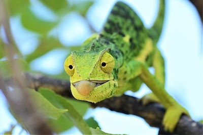© Hervé Fourneau - Caméléon - Botswana Caméléon - Botswana