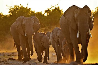 © Hervé Fourneau - Eléphants - Botswana Eléphants - Botswana