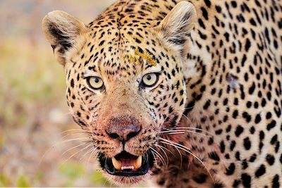 © Hervé Fourneau - Léopard - Botswana Léopard - Botswana