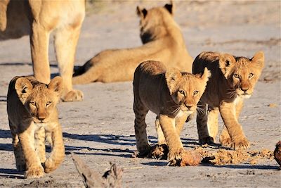 © Hervé Fourneau - Lionceaux - Botswana Lionceaux - Botswana