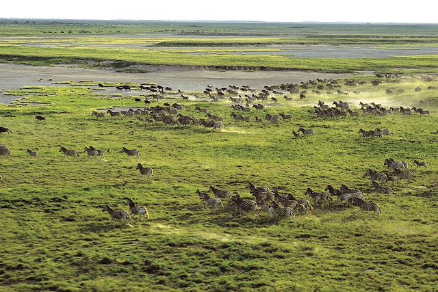 Voyage De l’Okavango à Makgadikgadi, la migration zébrée