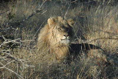 © Deception Valley lodge - Central Kalahari Game Reserve - Namibie Central Kalahari Game Reserve - Namibie