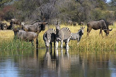 © Leroo La Tau/Desert & Delta Safaris - Leroo La Tau - Kumaga - Botswana Leroo La Tau - Kumaga - Botswana