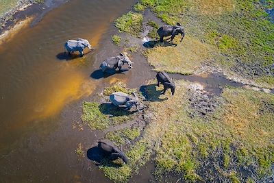 Éléphants dans le Delta de l'Okavango - Botswana