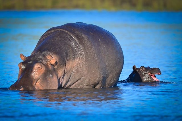 Safari Botswana