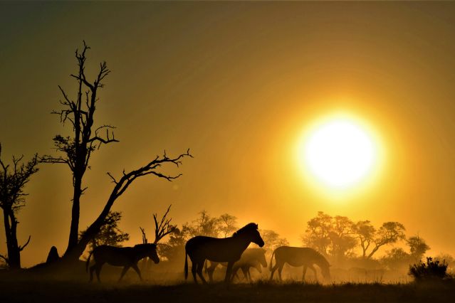 Zèbres - Botswana
