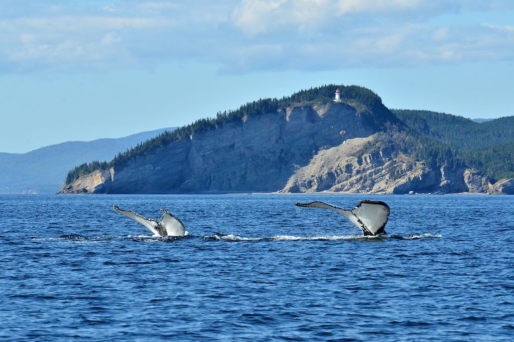 Voyage La Gaspésie au grand air 3