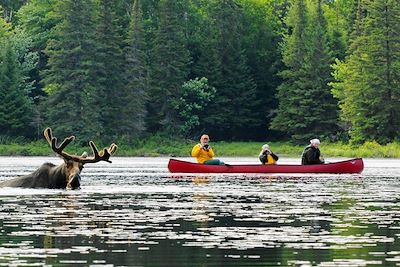 Parc Algonquin - Muskoka - Ontario - Canada