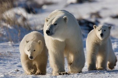 Sur la Terre de l'Ours Blanc