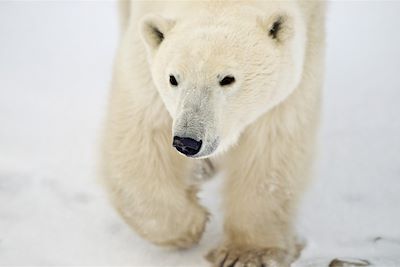 Voyage Sur la Terre de l'Ours Blanc 2