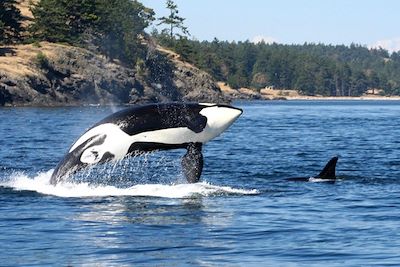 Voyage L'île de Vancouver version écoresponsable 1