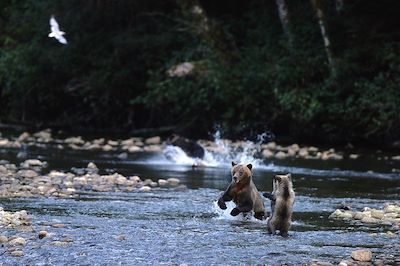 Voyage Forêts, collines, rivières et lacs Canada